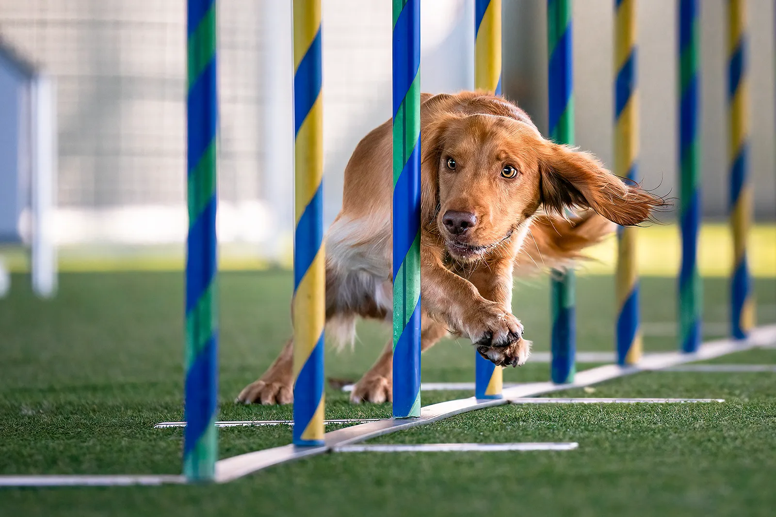 Workshop di dog photography Arena 4 Zampe: Cocker Spaniel fulvo durante lo slalom tra i paletti di agility