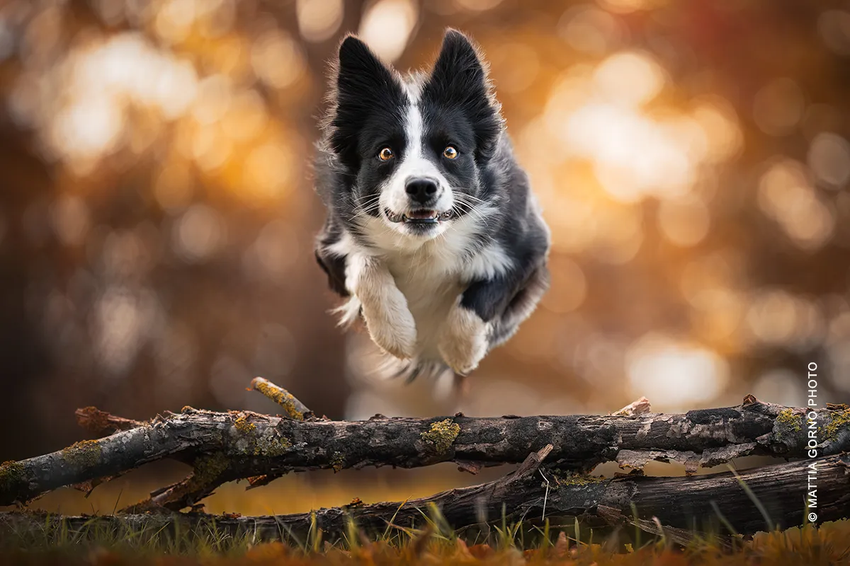 Dog photography in movimento: Border Collie in volo attraverso un cerchio di agility