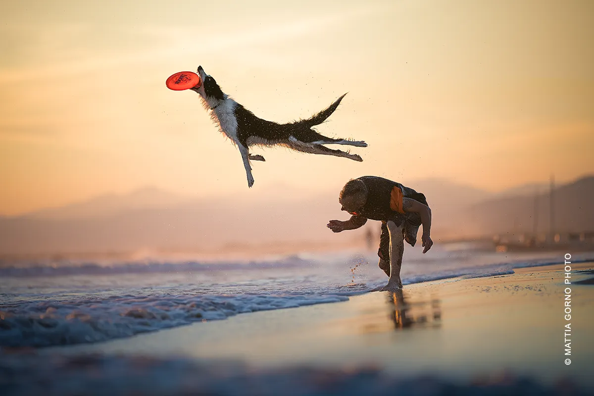 Dog photography in movimento: Border Collie in volo che afferra il disc sulla spiaggia al tramonto