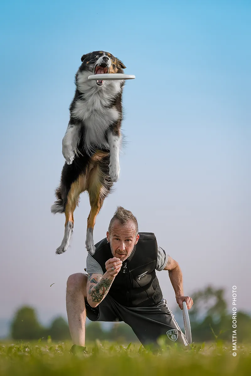 Dog photography in movimento: Border Collie tricolore in volo che afferra il disc lanciato dal conduttore