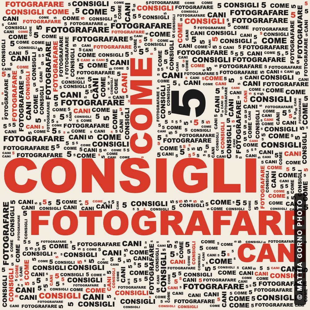 Come fotografare i cani: 5 consigli utili
