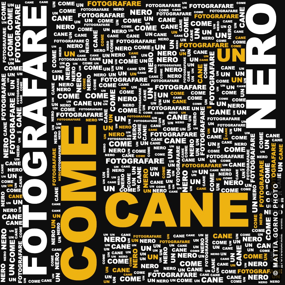 Come fotografare un cane nero