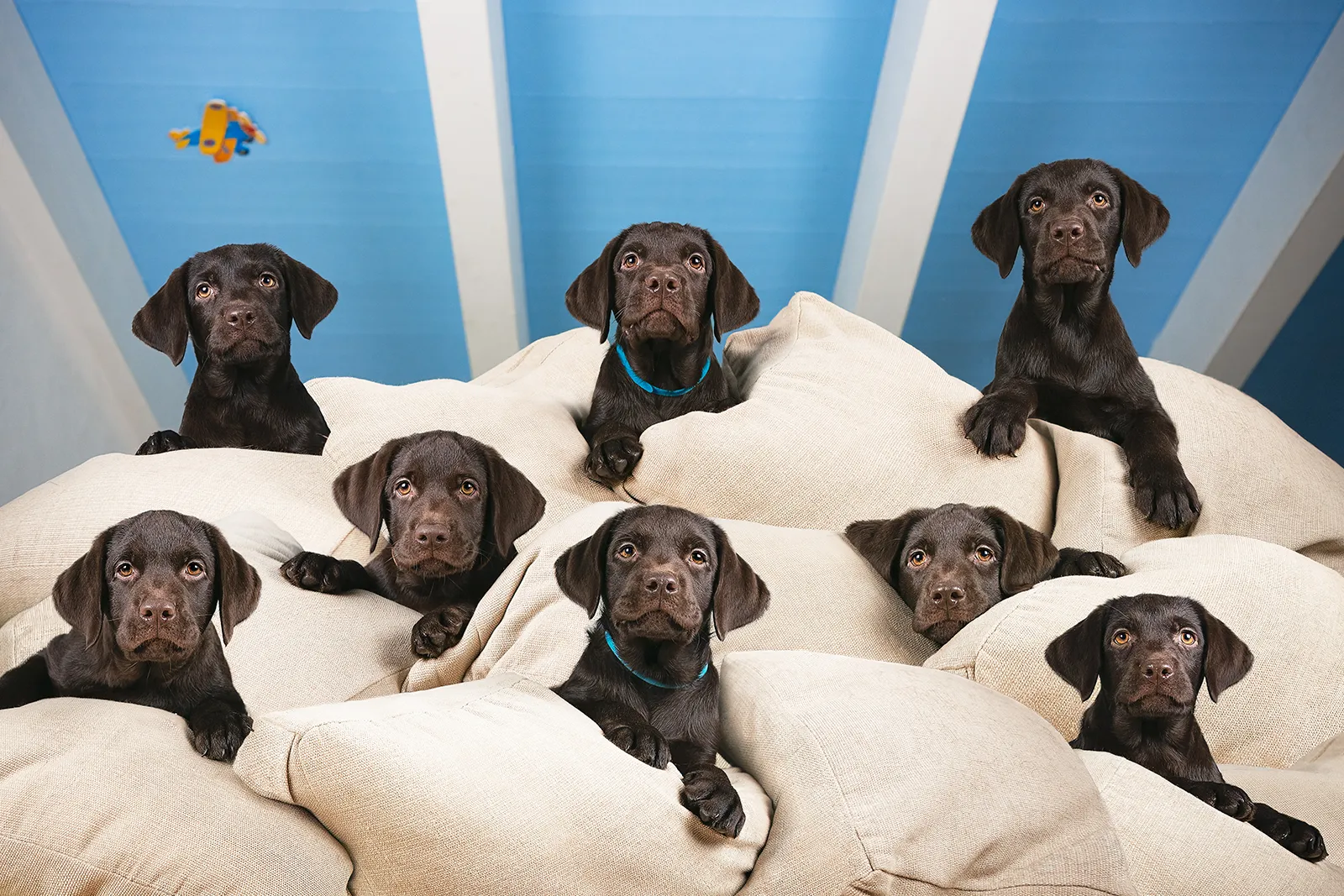 Corsi di dog photography: nove cuccioli di Labrador Chocolate fotografati in studio su cuscini chiari