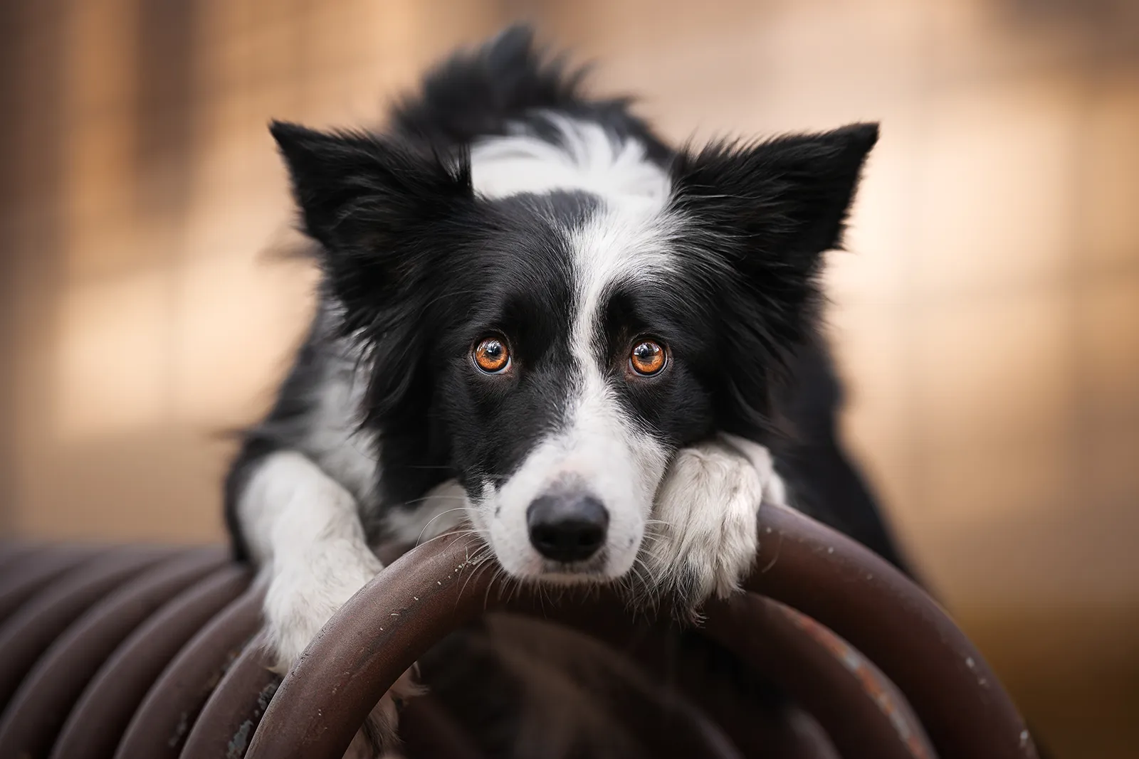 Corso di post produzione dog photography: ritratto di Border Collie in bianco e nero con toni caldi in controluce