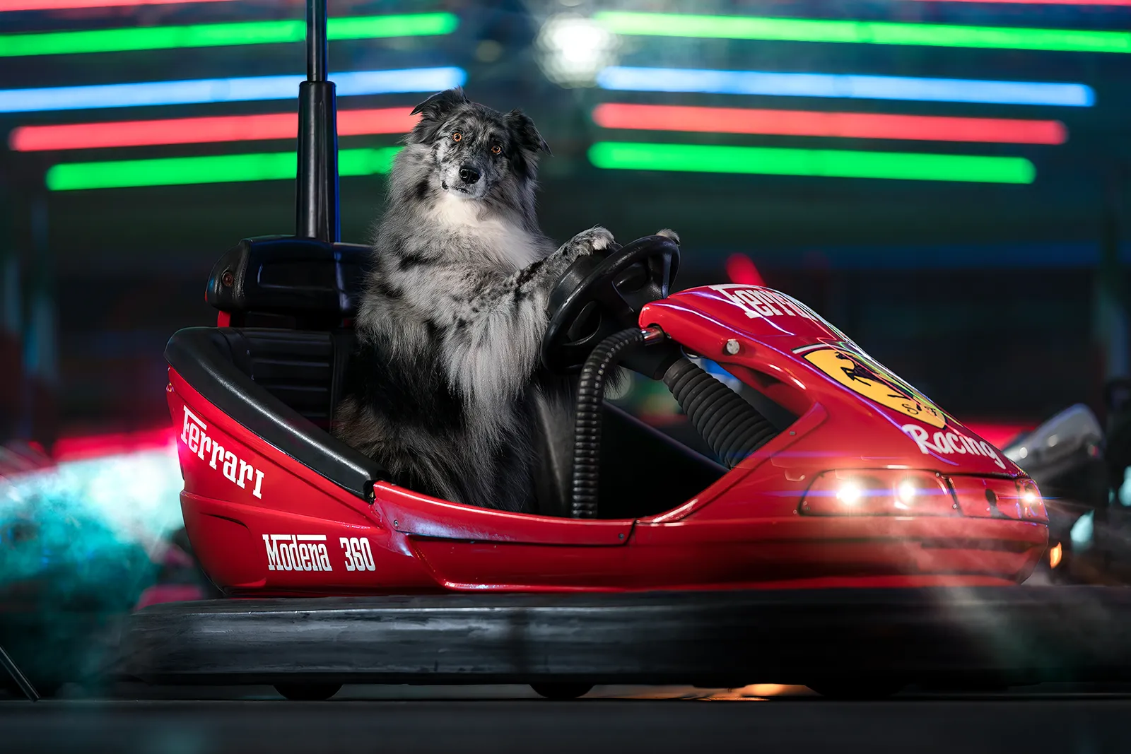 Creative Lab di dog photography creativa: Border Collie blue merle al volante di un autoscontro rosso tra le luci al neon