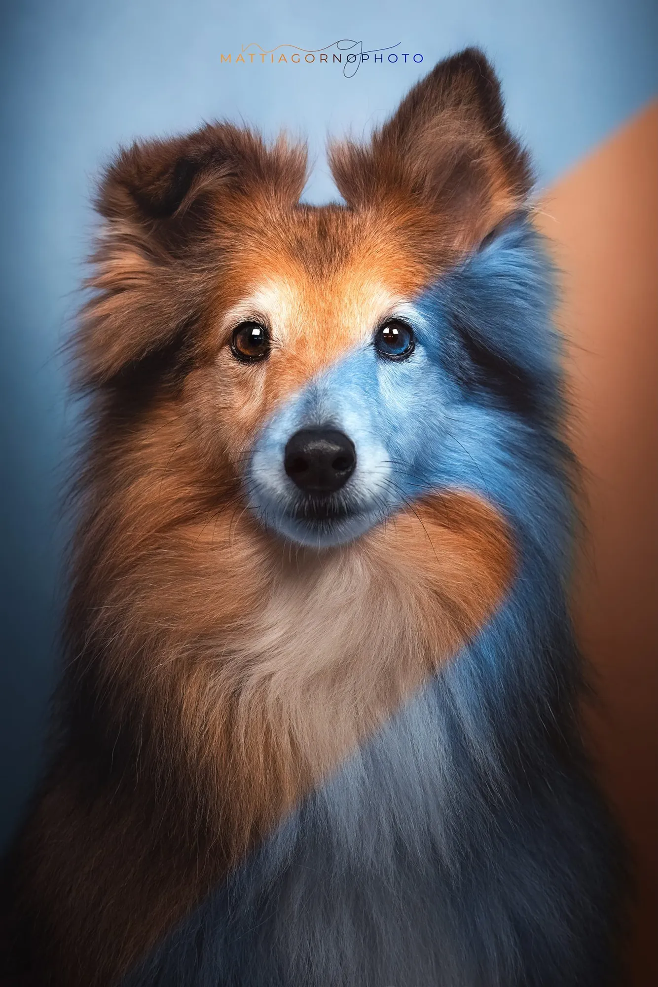 Dopo la post produzione, ritratto di cane in dog photography
